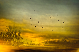 Murmuration 2 Color Awards Winners and Nominees