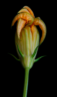 Zucchini Jester Color Awards Winners and Nominees