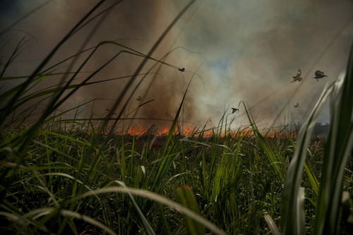 Birds in Sugar Cane Birds in Sugar Cane