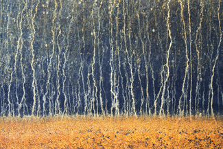 Enchanted Wood Color Awards Winners and Nominees