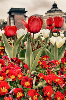 Tulip Time Color Awards Winners and Nominees