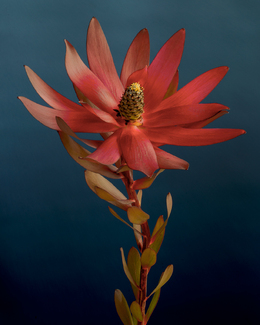 Red Burst Color Awards Winners and Nominees