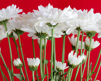 White Mumms, 9/2011 Color Awards Winners and Nominees