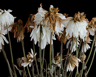 White Mumms 2, 9/2011 Color Awards Winners and Nominees