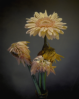 Yellow Daisies Color Awards Winners and Nominees