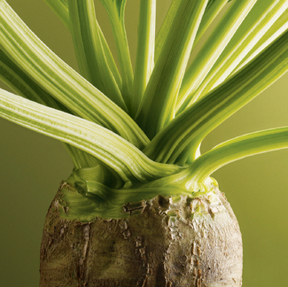 Sugar Beet Color Awards Winners and Nominees