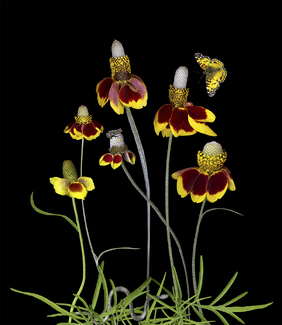 Mexican Hat Dance Color Awards Winners and Nominees