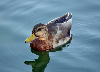 Apollo park duck #2 Color Awards Winners and Nominees