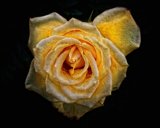 The Rose Color Awards Winners and Nominees