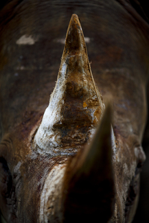 Rhino Color Awards Winners and Nominees