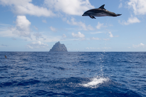 Jumping For Joy Jumping For Joy