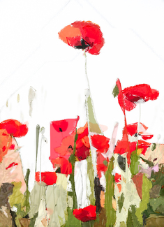 Love Poppies Color Awards Winners and Nominees