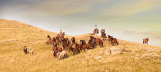 Over The Hill Color Awards Winners and Nominees