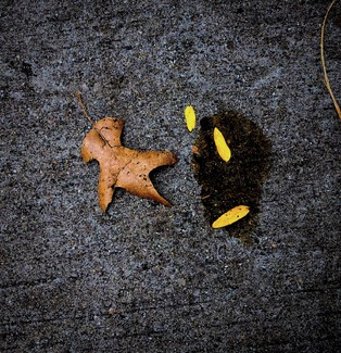 Leaves with Watermark Color Awards Winners and Nominees