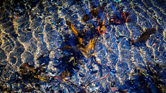 Adrift Color Awards Winners and Nominees