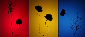 Garden Color Awards Winners and Nominees