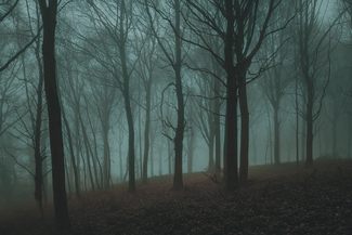 silent witness Color Awards Winners and Nominees