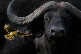 Cape Buffalo with Oxpecker Color Awards Winners and Nominees