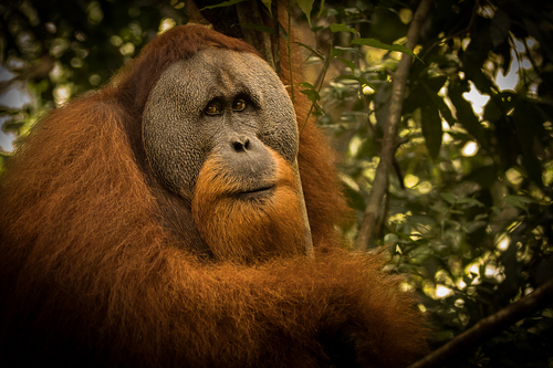 Male orangutan sits in a tree with soulful eyes Male orangutan sits in a tree with soulful eyes