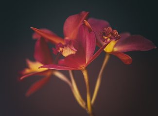 Cattleya Color Awards Winners and Nominees