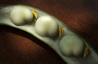 Beans Color Awards Winners and Nominees