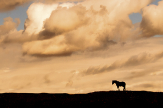 Pony In The Orange Sunset Color Awards Winners and Nominees