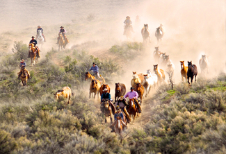 Herding Horses in the Dust Color Awards Winners and Nominees