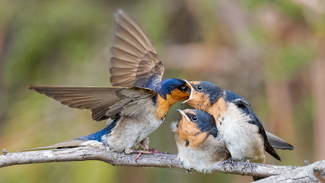 Welcome Swallows Color Awards Winners and Nominees