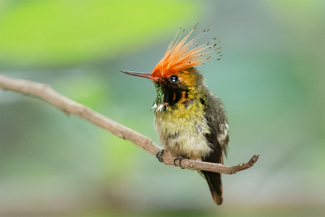 Rufous-crested Coquette Color Awards Winners and Nominees