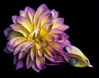 Prey and Preditor Color Awards Winners and Nominees