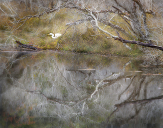Smoke Trees Color Awards Winners and Nominees
