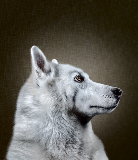 Sigi Color Awards Winners and Nominees