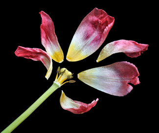 Deconstructed Color Awards Winners and Nominees