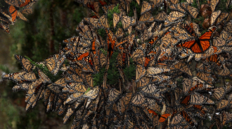 Migrating Monarchs Color Awards Winners and Nominees