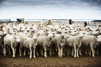 Flock of the Year Color Awards Winners and Nominees