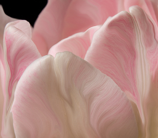 Tulip 2 Color Awards Winners and Nominees