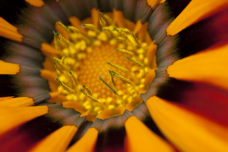 Gazania Color Awards Winners and Nominees