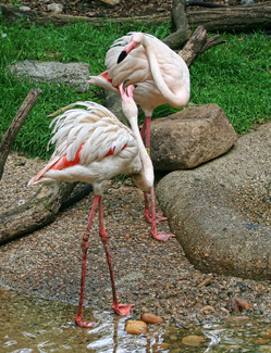 The Fighting Flamingos Color Awards Winners and Nominees