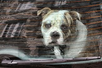 It is raining dogs, but no cat Color Awards Winners and Nominees