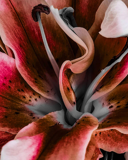 Calla Lilies Color Awards Winners and Nominees