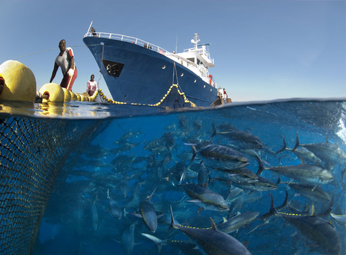 Bluefin Tuna; gold from the ocean Bluefin Tuna; gold from the ocean