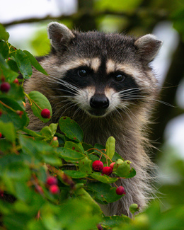 Raccoon Color Awards Winners and Nominees
