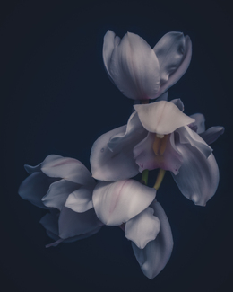 Sentimentality of Hope Color Awards Winners and Nominees