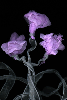 Fake Color Awards Winners and Nominees