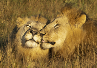 Nestling Color Awards Winners and Nominees