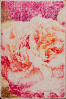 Rose gold 2022 Color Awards Winners and Nominees