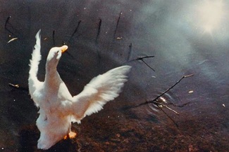 Welcome the Light Color Awards Winners and Nominees