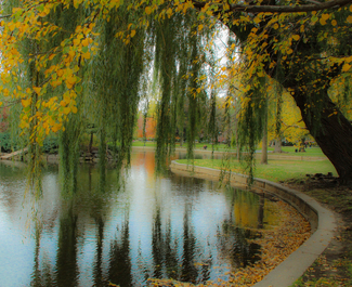 Autumn Willow Color Awards Winners and Nominees