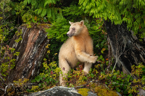 Spirit of the Forest Spirit of the Forest