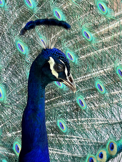 Bold and Beautiful Color Awards Winners and Nominees